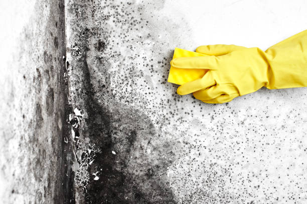 Best Attic Mold Removal  in Nicoma Park, OK